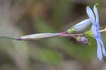 Nash's blue-eyed grass